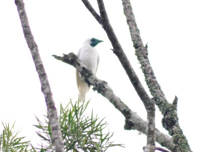 araponga