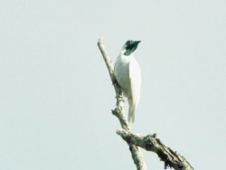 araponga