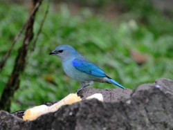 azul2