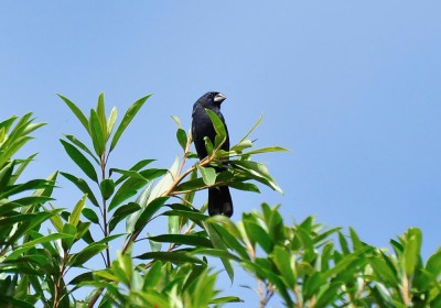 azulao