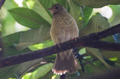 barranco
