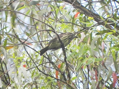 bem-te-vi-rajado