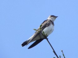 campo-novo
