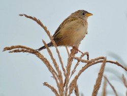 canario-do-campo