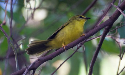 canario-do-mato