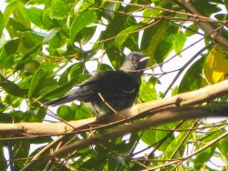 Caneleiro-preto