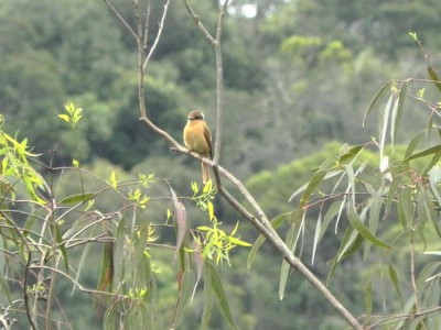 caneleiro