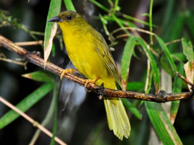 catirumbaba2