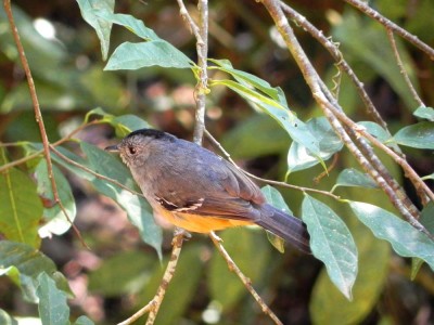 choca-da-mata