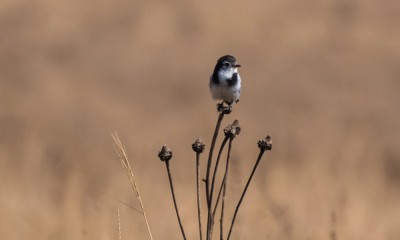 galito-macho