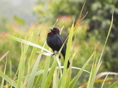 garibaldi macho