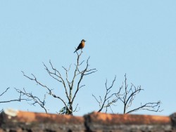 gibao-de-couro
