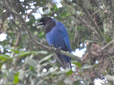 gralha-azul