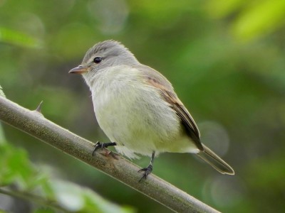 risadinha