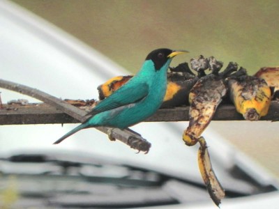 Saí-verde - Chlorophanes spiza