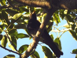 Sabiá-una - Turdus flavipes