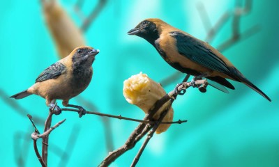 Saíra-amarela - Tangara cayana  Casal