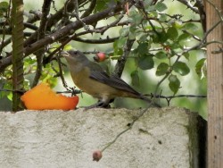 sanhao-papa-laranja