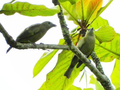 sanhaçu-do-coqueiro