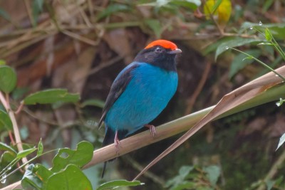 tangara