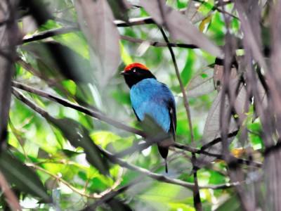 tangara