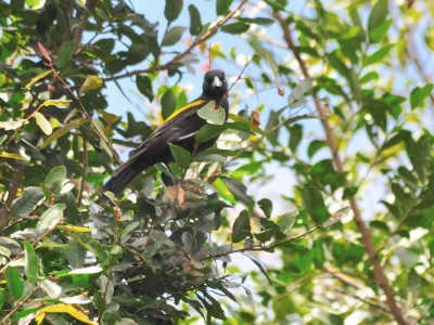 Tecelão