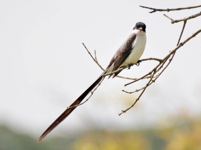 tesourinha-nova