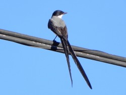 tesourinha