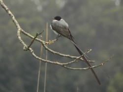 tesourinha