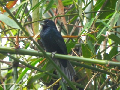 tie-preto