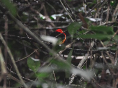 uirapuru2