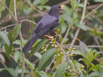 Sabiá-una - Turdus flavipes
