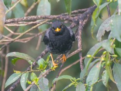 Sabiá-una - Turdus flavipes