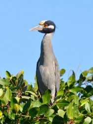 coroa2