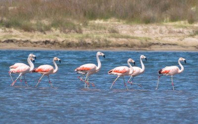 flamingo2