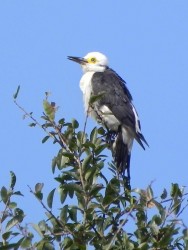 birro6