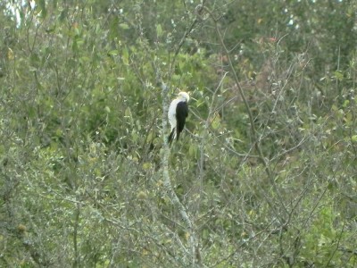 birro