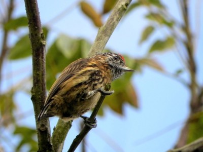 pica-pau-ano-carijo