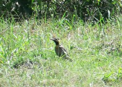 pica-pau-do-campo