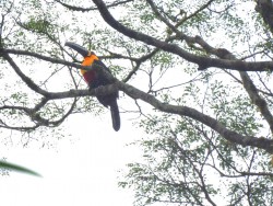 tucano-carlo