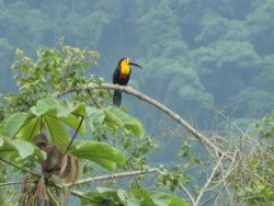 Tucano-de-bico-preto