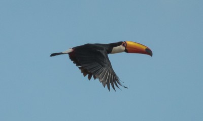 tucanucu