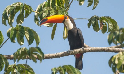 tucanucu2
