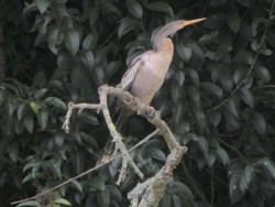 biguatinga femea