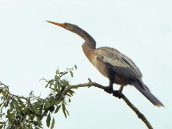 biguatinga fêmea