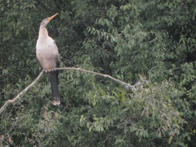 biguatinga