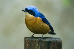 Saíra-viúva - Pipraeidea melanonota