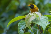 Saíra-de-papo-preto - Hemithraupis guira
