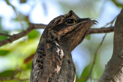 Mãe-da-lua - Nyctibius griseus