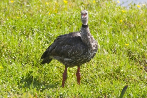 Tachã - Chauna torquata